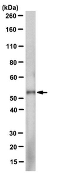 Anti-MiTF Antibody, clone 3D1.2 | MABE78